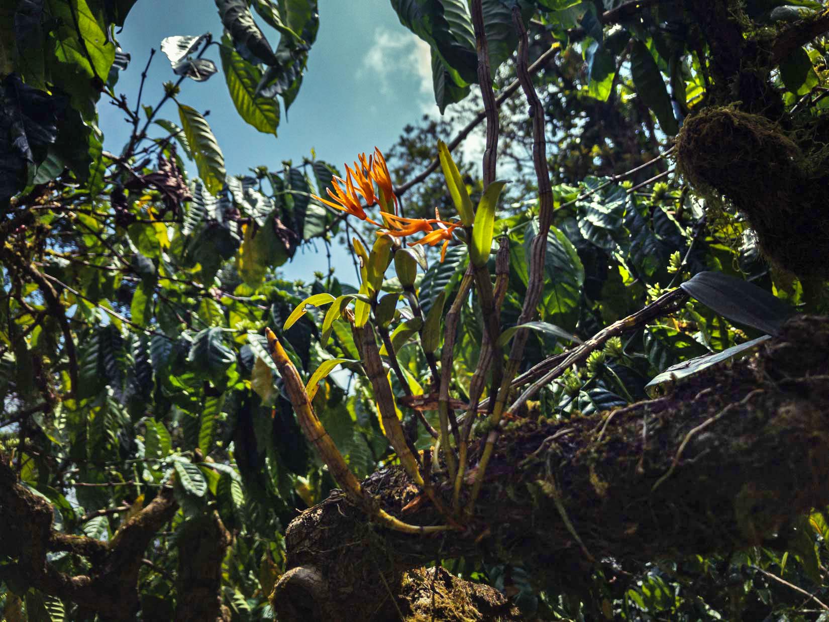 Ein Gewürz-, Tee- und Kaffeegarten, ein wahres Paradies der Biodiversität in den Bergen der westlichen Ghats in Karnataka